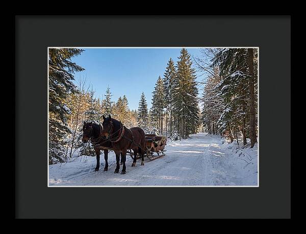 Horse Drawn Sleigh Through Snowy Forest
