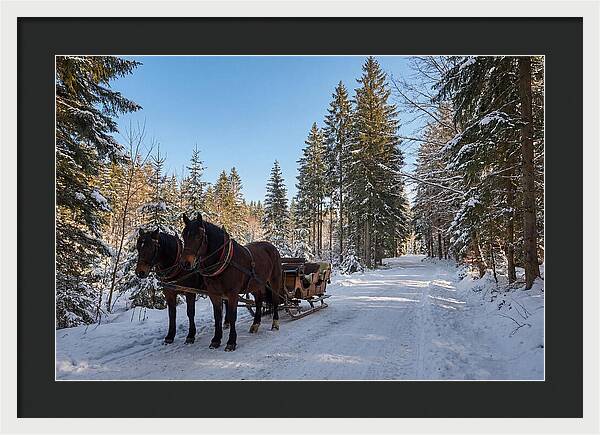 Horse Drawn Sleigh Through Snowy Forest