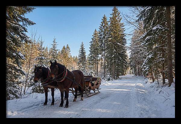 Horse Drawn Sleigh Through Snowy Forest