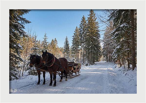 Horse Drawn Sleigh Through Snowy Forest
