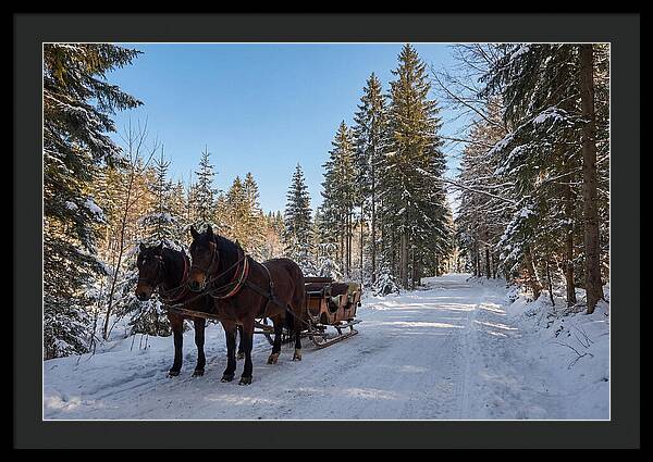 Horse Drawn Sleigh Through Snowy Forest