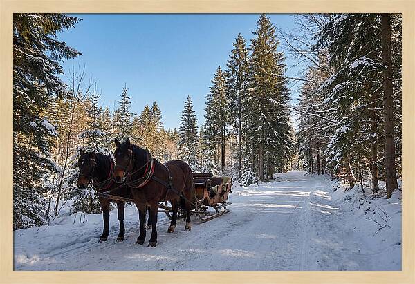 Horse Drawn Sleigh Through Snowy Forest