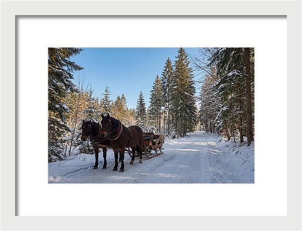 Horse Drawn Sleigh Through Snowy Forest