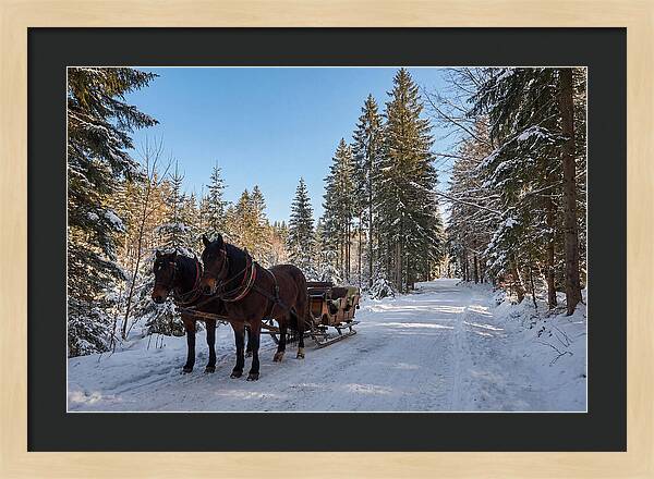 Horse Drawn Sleigh Through Snowy Forest
