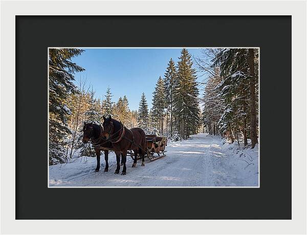 Horse Drawn Sleigh Through Snowy Forest