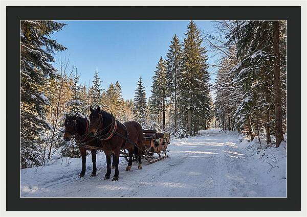 Horse Drawn Sleigh Through Snowy Forest