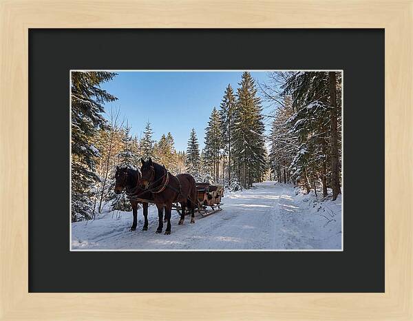 Horse Drawn Sleigh Through Snowy Forest