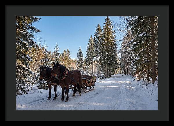 Horse Drawn Sleigh Through Snowy Forest