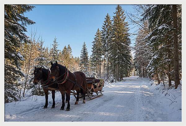 Horse Drawn Sleigh Through Snowy Forest