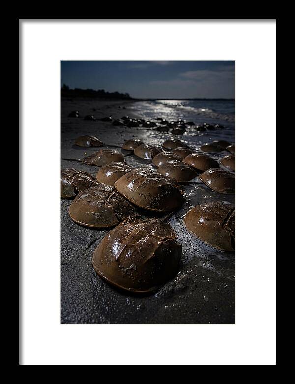 Horseshoe Crab Spawning