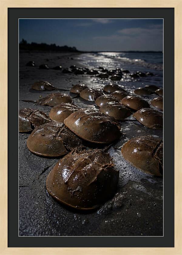 Horseshoe Crab Spawning