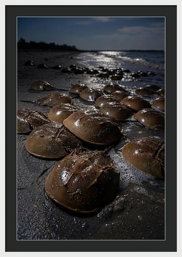 Horseshoe Crab Spawning