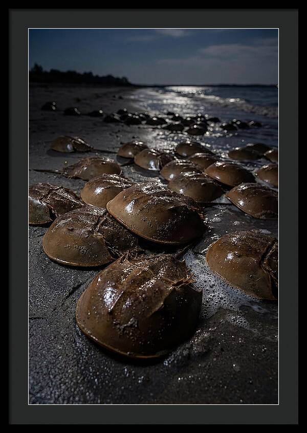 Horseshoe Crab Spawning