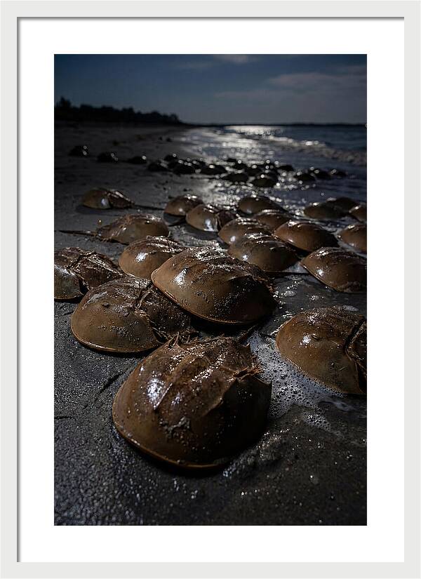 Horseshoe Crab Spawning
