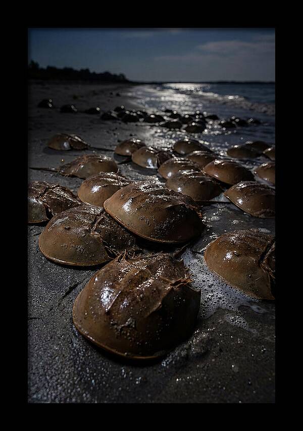 Horseshoe Crab Spawning