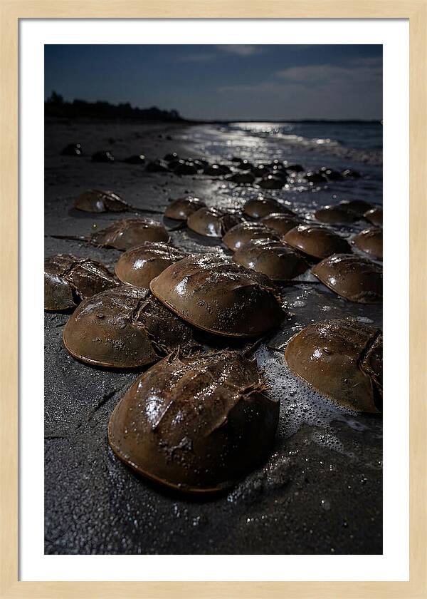 Horseshoe Crab Spawning