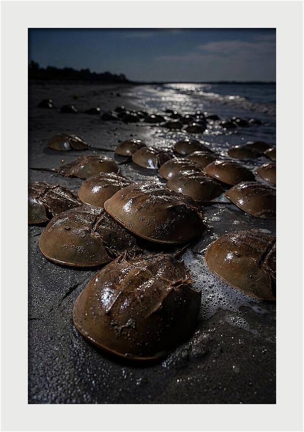 Horseshoe Crab Spawning