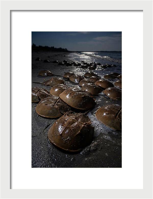 Horseshoe Crab Spawning