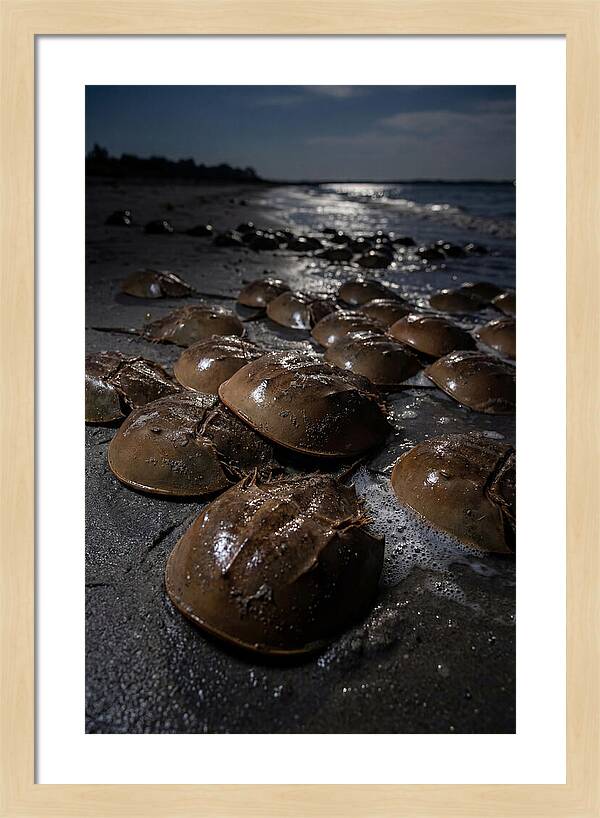 Horseshoe Crab Spawning
