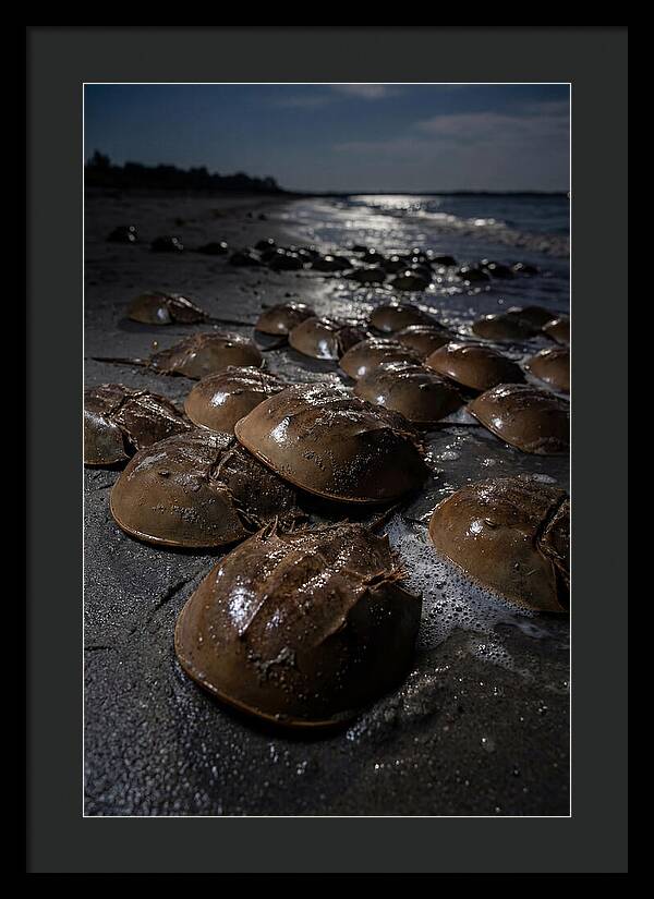 Horseshoe Crab Spawning