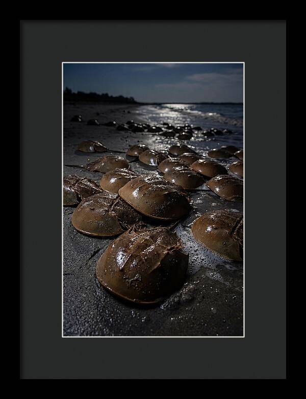 Horseshoe Crab Spawning