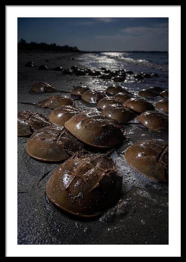 Horseshoe Crab Spawning