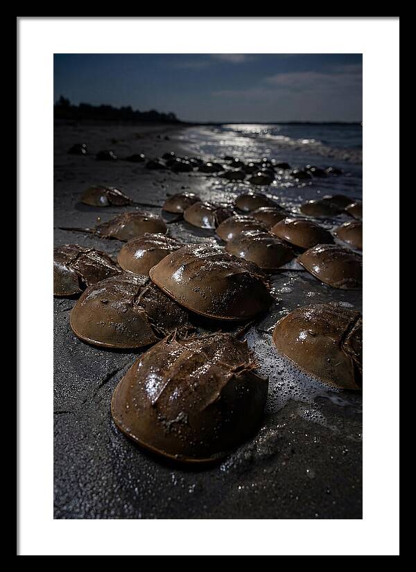 Horseshoe Crab Spawning