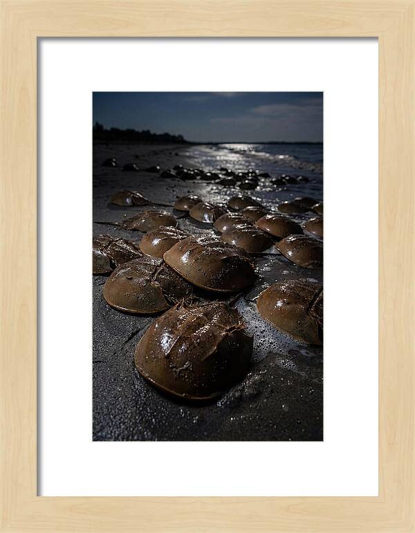 Horseshoe Crab Spawning