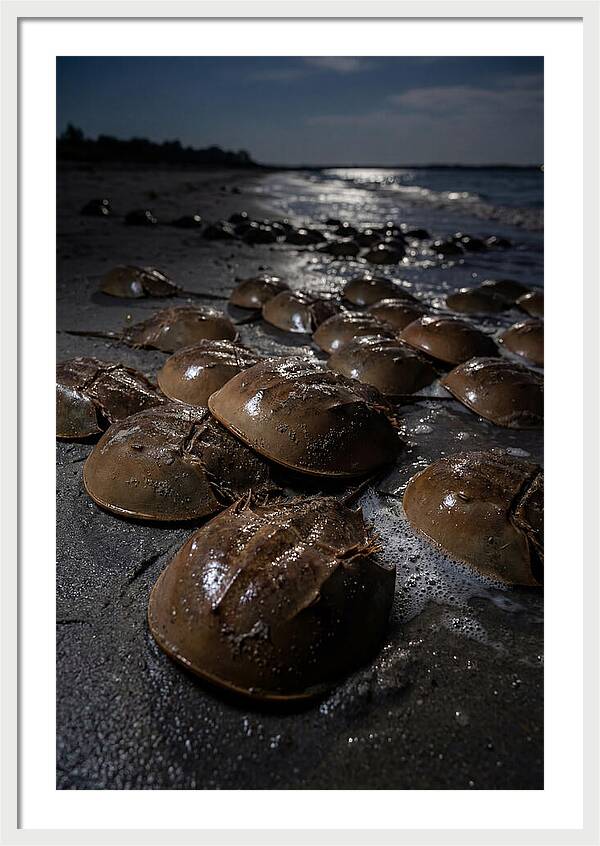 Horseshoe Crab Spawning