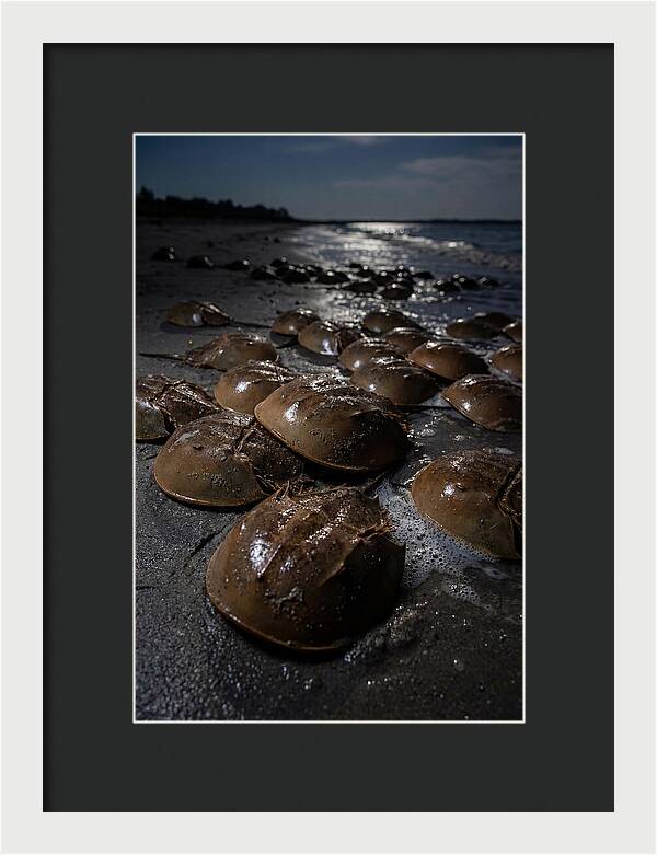 Horseshoe Crab Spawning