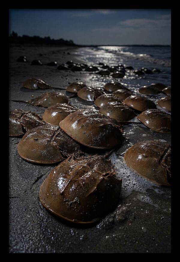 Horseshoe Crab Spawning