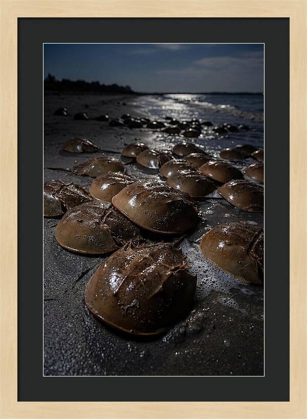 Horseshoe Crab Spawning