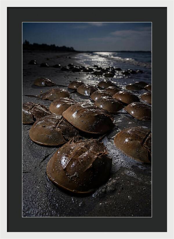 Horseshoe Crab Spawning