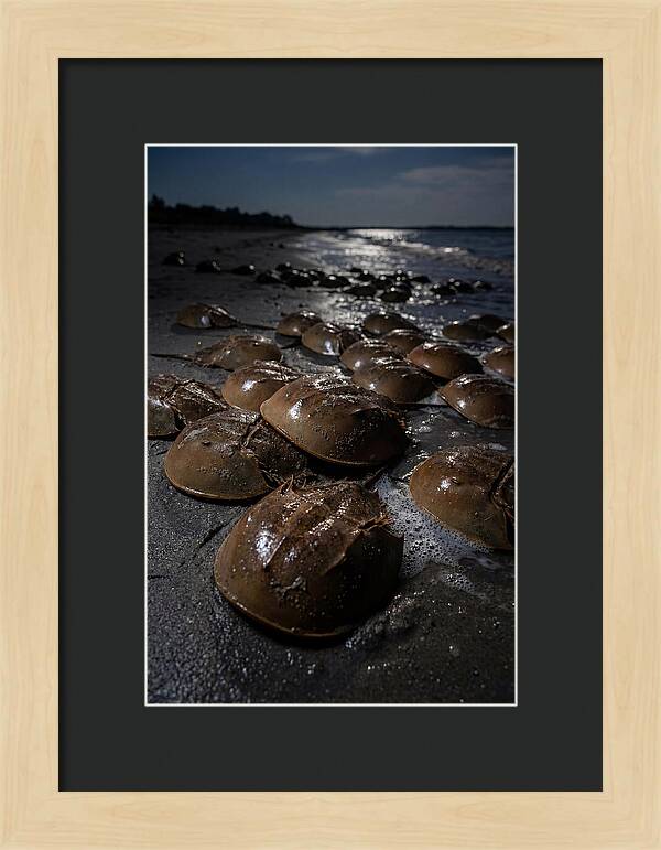 Horseshoe Crab Spawning