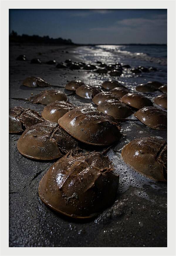 Horseshoe Crab Spawning