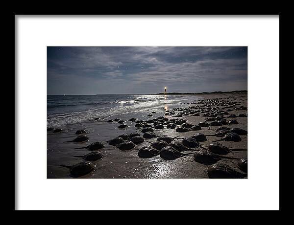 Horseshoe Crab Spawning Under Moonlight