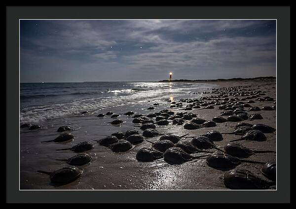 Horseshoe Crab Spawning Under Moonlight