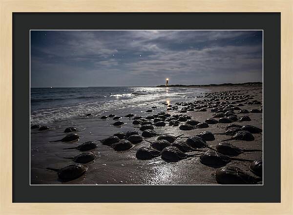 Horseshoe Crab Spawning Under Moonlight
