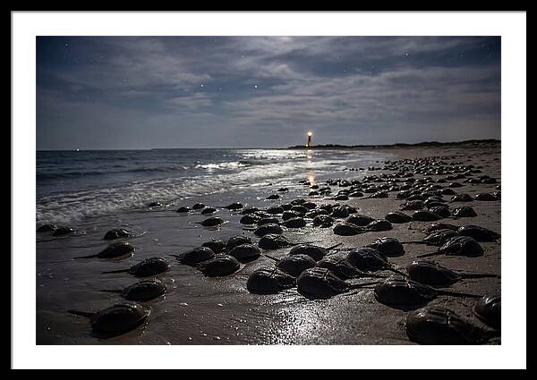 Horseshoe Crab Spawning Under Moonlight