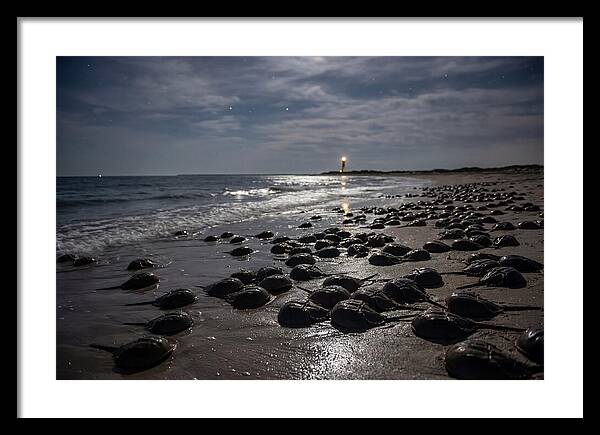 Horseshoe Crab Spawning Under Moonlight