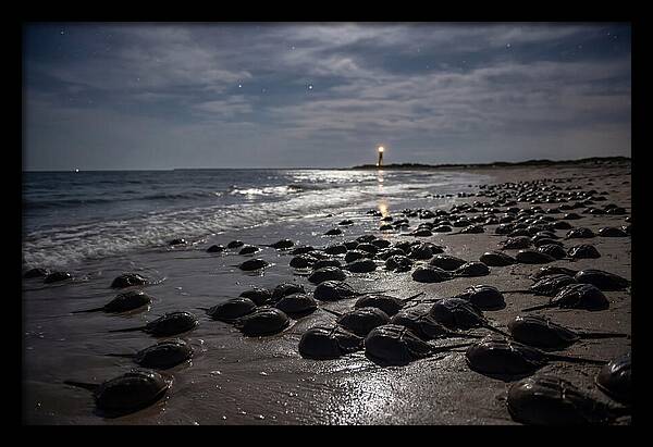 Horseshoe Crab Spawning Under Moonlight