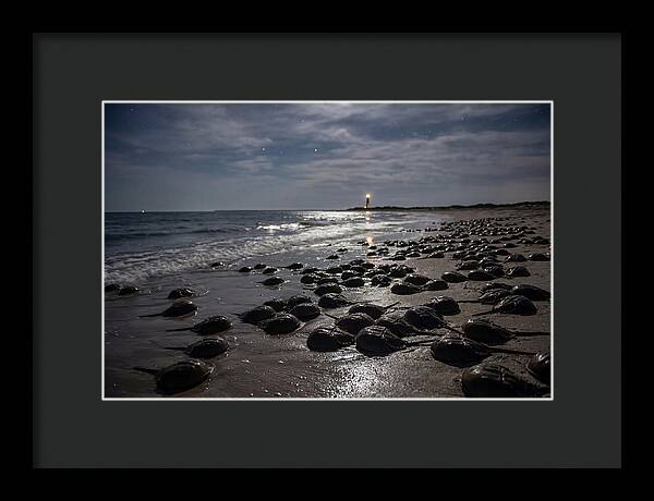 Horseshoe Crab Spawning Under Moonlight