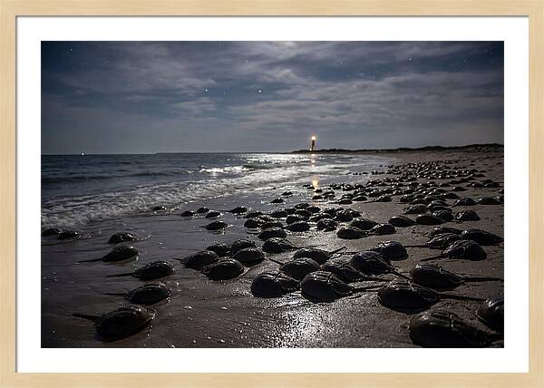 Horseshoe Crab Spawning Under Moonlight