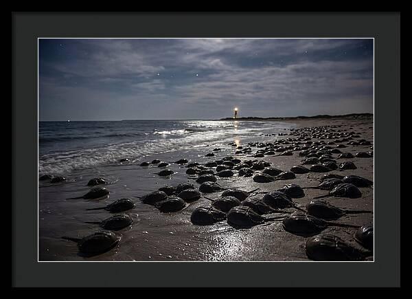 Horseshoe Crab Spawning Under Moonlight
