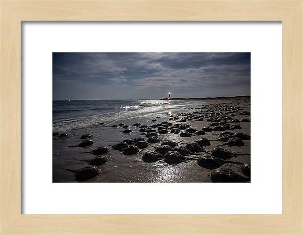 Horseshoe Crab Spawning Under Moonlight