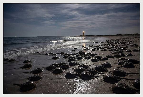 Horseshoe Crab Spawning Under Moonlight