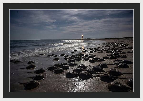 Horseshoe Crab Spawning Under Moonlight
