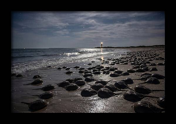 Horseshoe Crab Spawning Under Moonlight