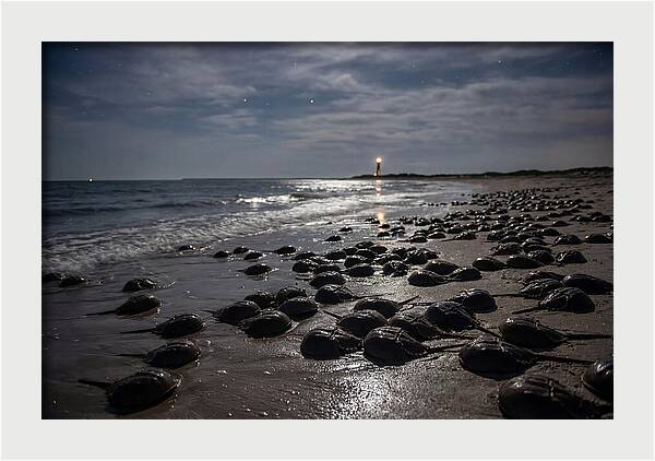 Horseshoe Crab Spawning Under Moonlight