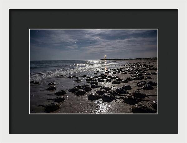 Horseshoe Crab Spawning Under Moonlight